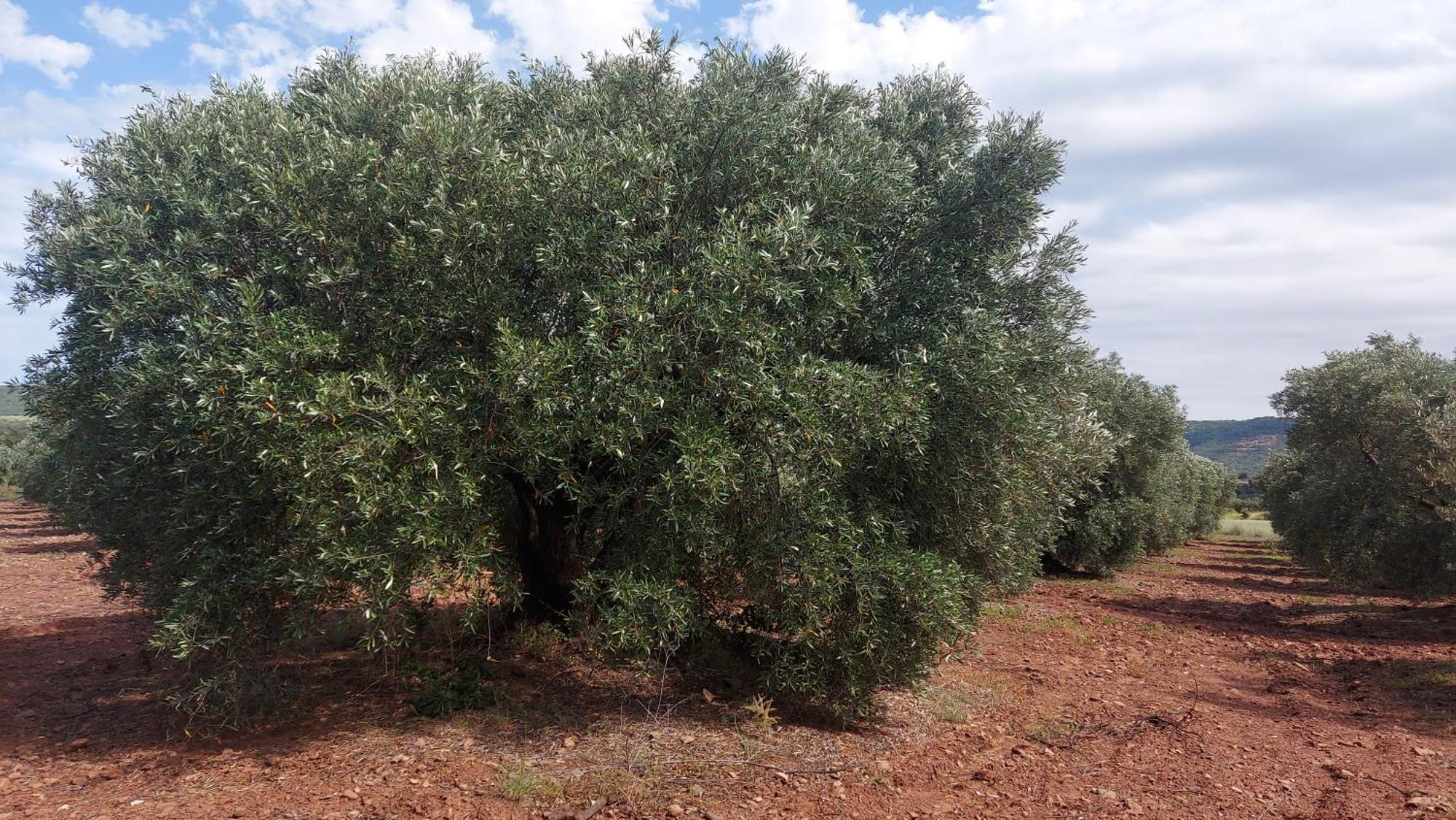 Escale Au Salagou Le Bosc  Екстер'єр фото